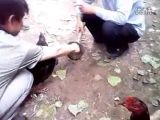 斗鸡斗斗斗