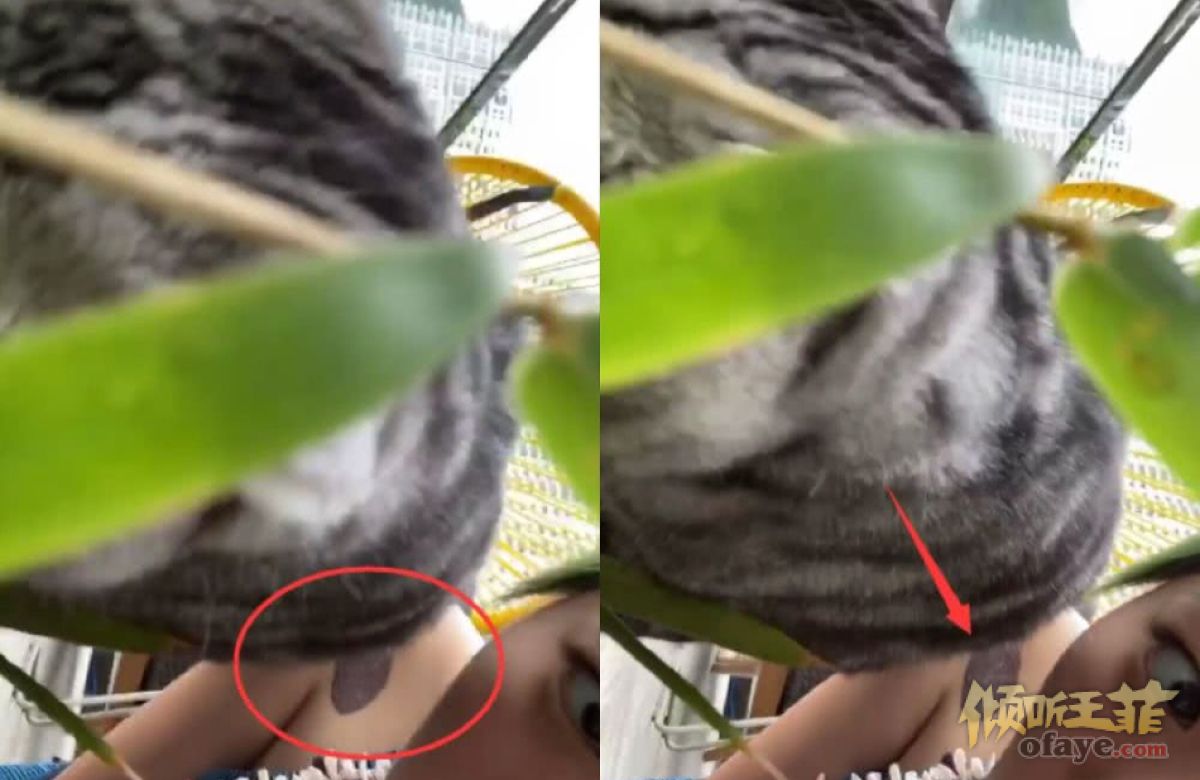 组图：窦靖童宅家逗猫可爱俏皮罕见穿吊带出镜肩膀胎记醒目
