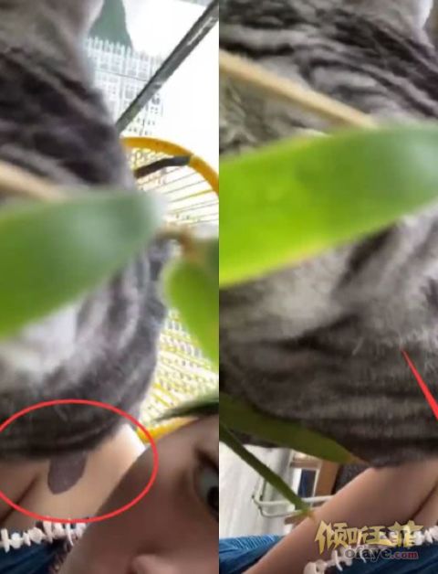 组图：窦靖童宅家逗猫可爱俏皮罕见穿吊带出镜肩膀胎记醒目