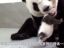 台北市立动物园：大熊猫圆仔回到妈妈的怀抱