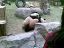 香江动物园三只熊猫打架